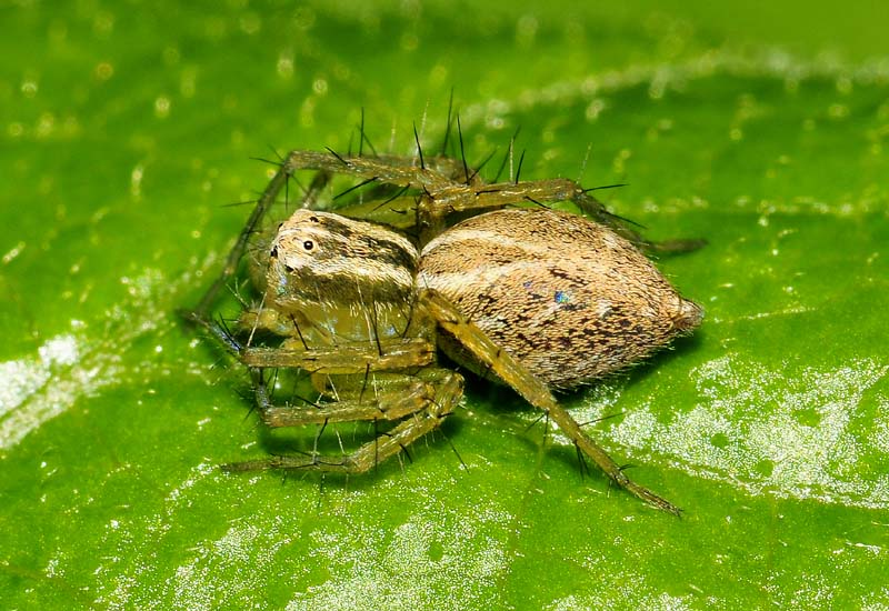 Oxyopes lineatus - Sassuolo (MO)